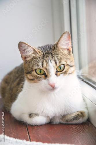 Close up portrait of cat laying on brown floor and white wall on the back. Wallpaper with domestic cat, as lifestyle concept . Small kitty looking in front and internet and big green eyes.