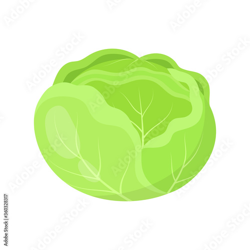 fresh cabbage isolated on white, vector illustration