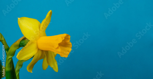 A daffodil on the blue background.