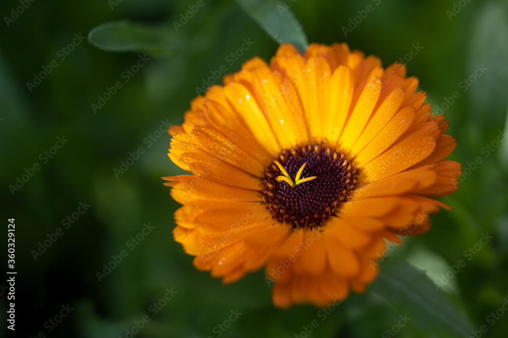 Orange flower with dewdrops of common marigold (Calendula officinalis) from the the daisy family, edible garden plant and medicinal herb for cosmetics, dark green background with copy space Orange flower with dewdrops of common marigold (Calendula officinalis) from the the daisy family, edible garden plant and medicinal herb for cosmetics, dark green background with copy space
