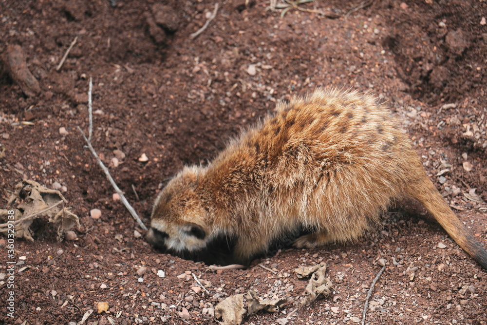 Obraz premium Meerkat