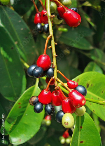 Wild fruits (Ouratea hexasperma)