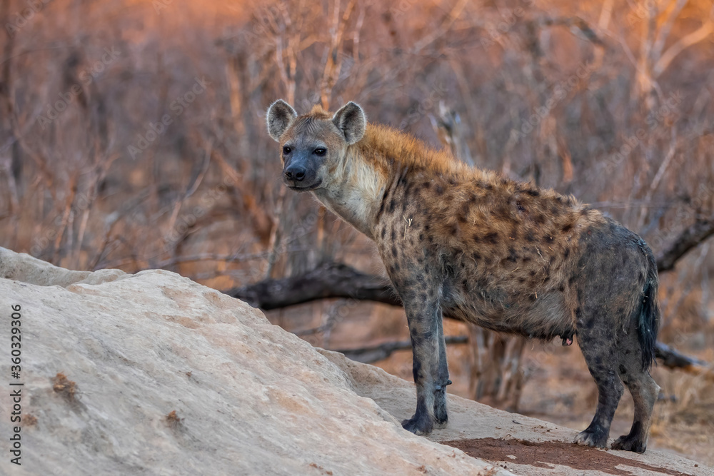 Hyena coming out of the den early in the morning in the warm light of the sunrise in Sabi Sands game reserve in the Greater Kruger Region in South Africa Hyena coming out of the den early in the morning in the warm light of the sunrise in Sabi Sands game reserve in the Greater Kruger Region in South Africa