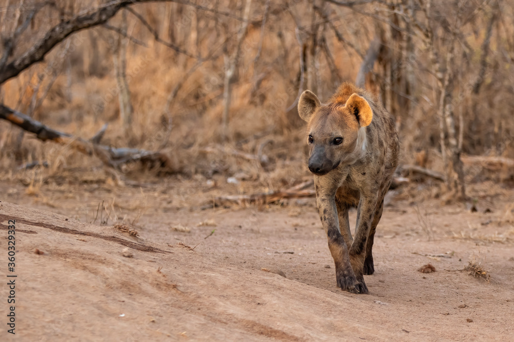 Fototapeta premium Hyena coming out of the den early in the morning in the warm light of the sunrise in Sabi Sands game reserve in the Greater Kruger Region in South Africa