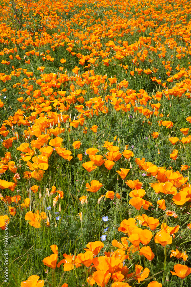 Field of California poppies, state flower of California