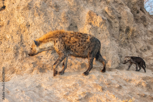 Hyena family coming out of the den early in the morning in the warm light of the sunrise in Sabi Sands  game reserve in the Greater Kruger Region in South Africa