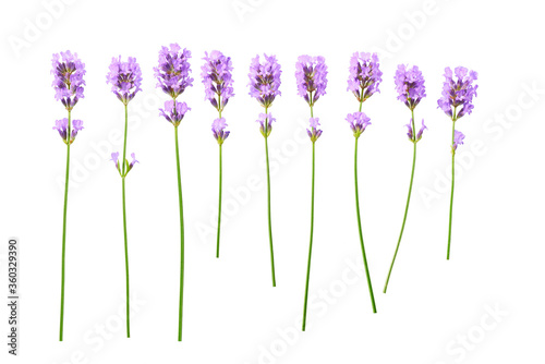 Fototapeta Naklejka Na Ścianę i Meble -  Lavender flowers isolated on white background.