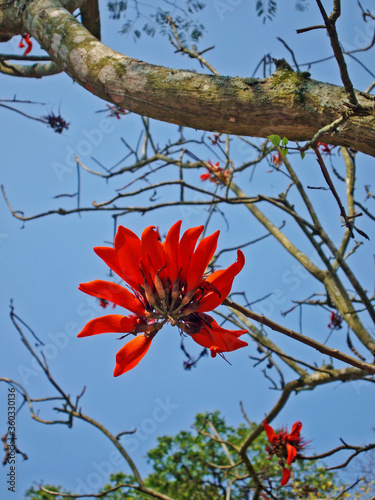 Coast coral tree flowers (Erythrina caffra) photo