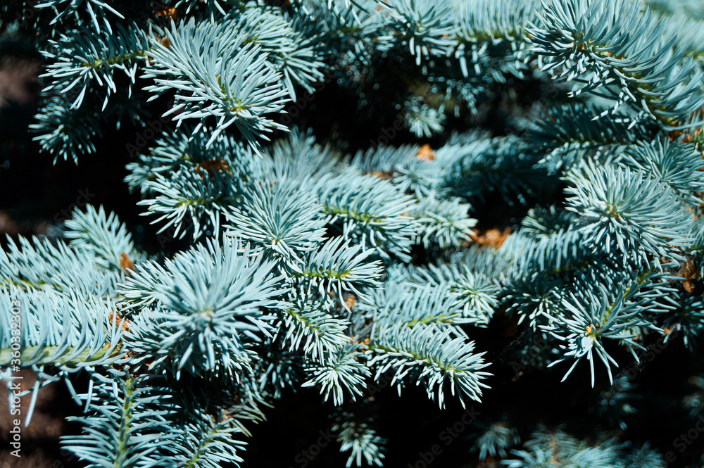 Fresh green needles. Bright spruce branches. Branches of blue spruce, close-up macro.Photos natural background. Shallow depth of field.  New Year, Christmas  evergreen tree. Light blue fur-tree. 