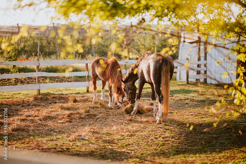 Two beautiful brown horses on a farm graze the grass