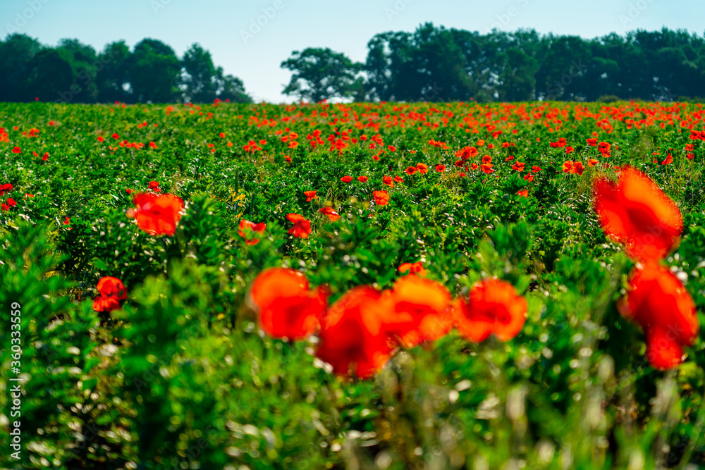 Spring poppies in a field of green