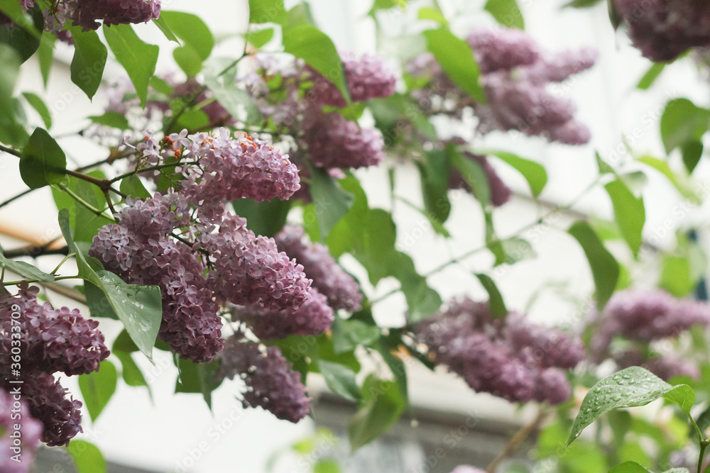 Bush of blooming purple lilac in the summer in the garden. Bush of blooming purple lilac in the summer in the garden.