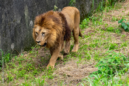 Fototapeta Naklejka Na Ścianę i Meble -  [動物]ライオン