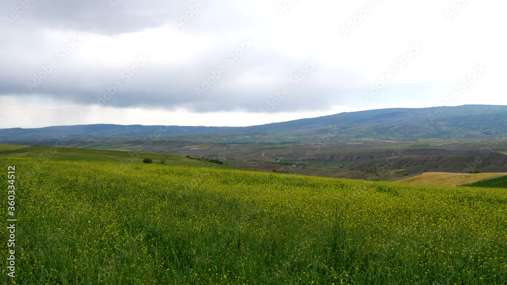 green field. beautiful green landscape