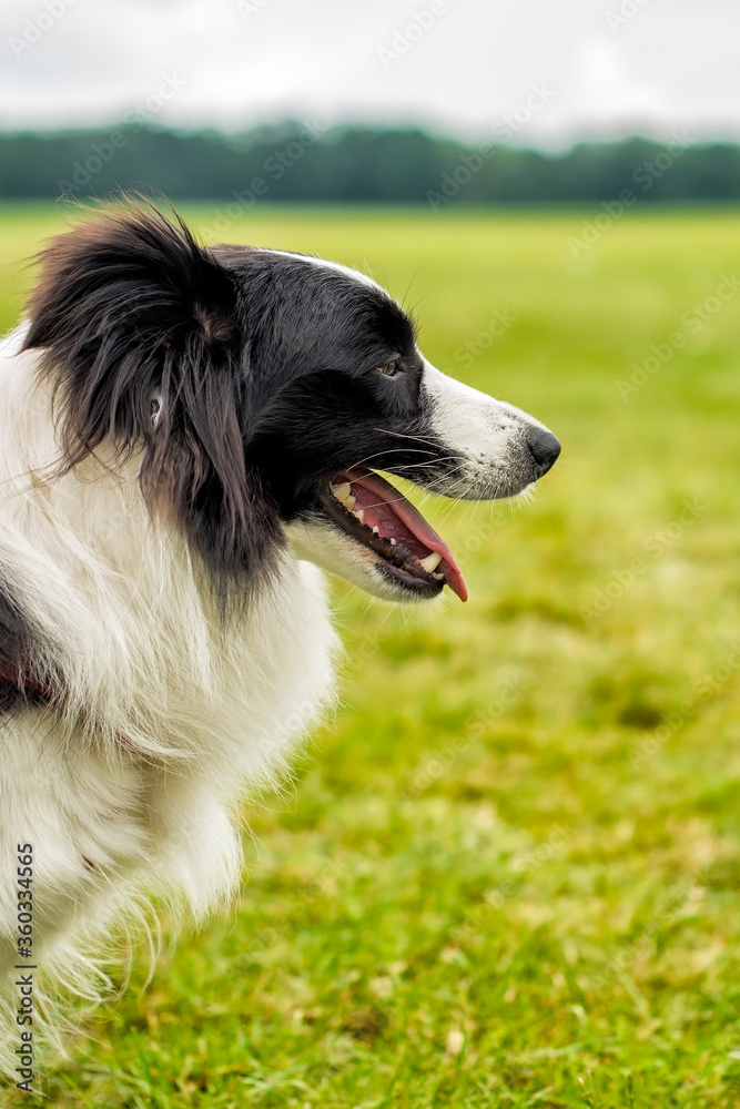 Border Collie Dog on a Spring Meadow. Portrait of a Border Collie Dog