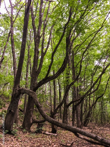 un magnifique arbre photo