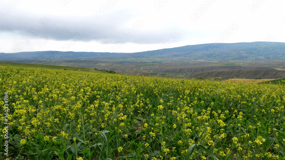 Fototapeta premium green field. beautiful green landscape