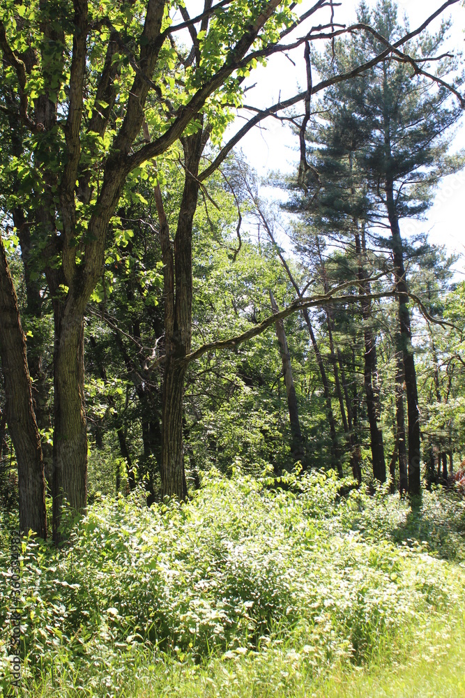 Obraz premium footpath in the forest