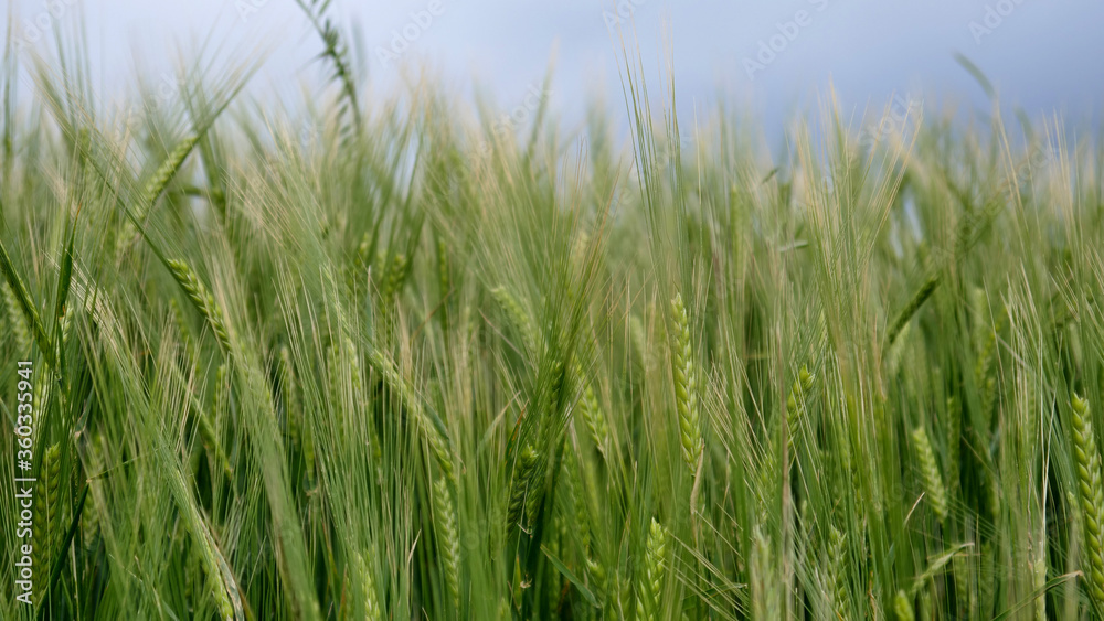 green wheat field. beautiful green landscape. green wheat field. beautiful green landscape.
