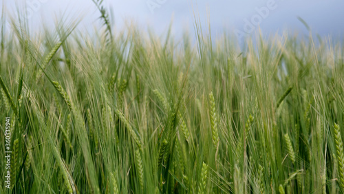 green wheat field. beautiful green landscape.