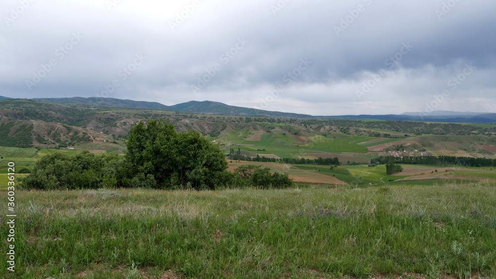 green wheat field. beautiful green landscape. green wheat field. beautiful green landscape.