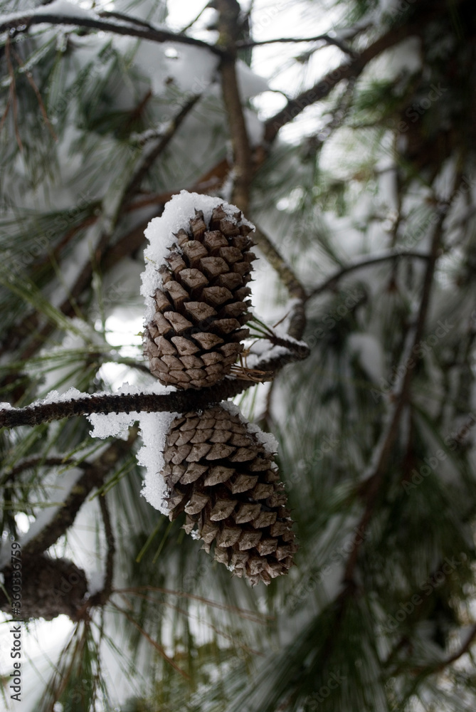 pine cones on a tree pine cones on a tree