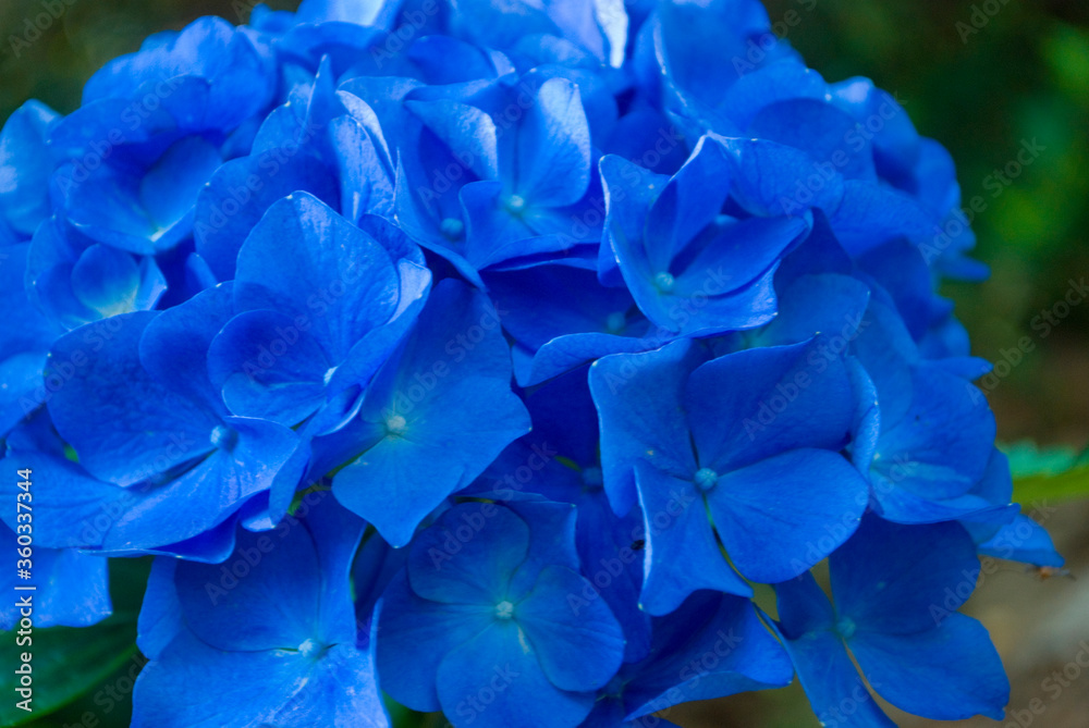 blue hydrangea flower