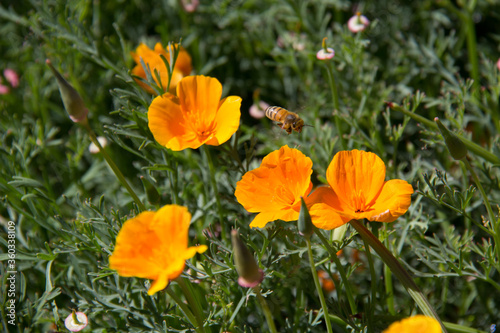 Bee and yellow poppies