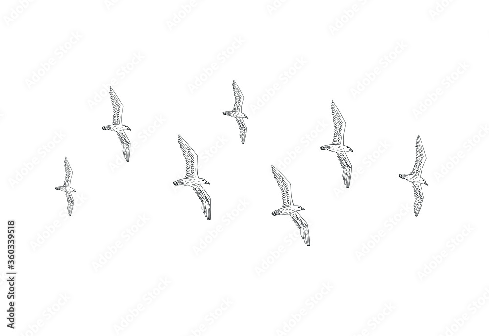 Vector hand drawn doodle sketch flying seagull birds flock isolated on white background Vector hand drawn doodle sketch flying seagull birds flock isolated on white background