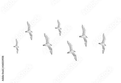 Vector hand drawn doodle sketch flying seagull birds flock isolated on white background