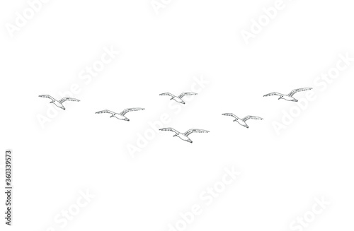 Vector hand drawn doodle sketch flying seagull birds flock isolated on white background