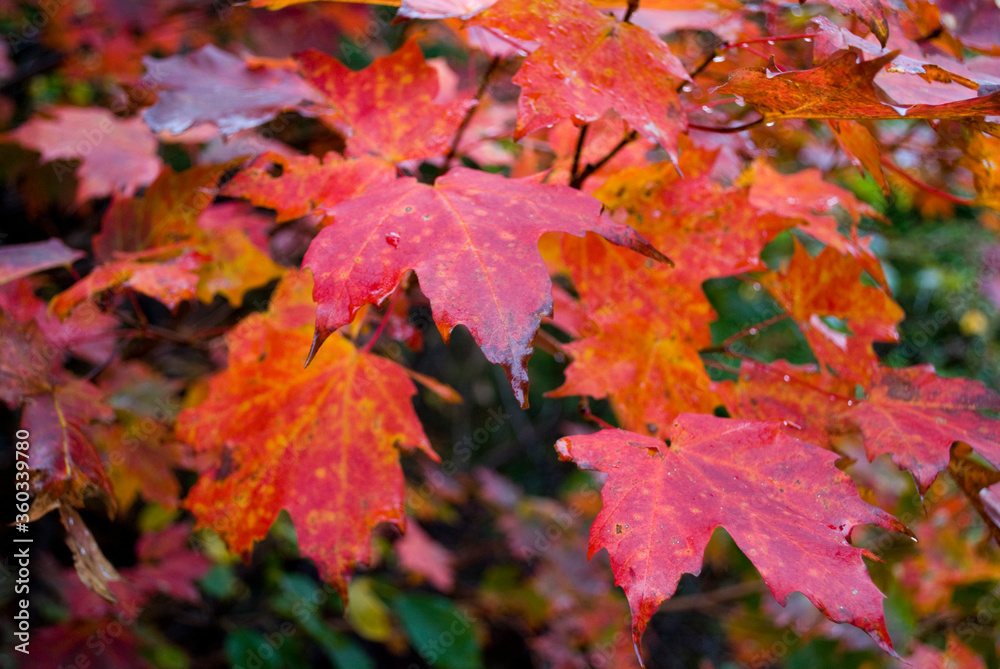 red maple leaves