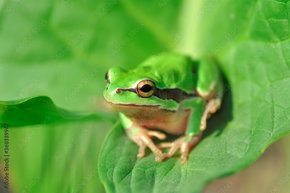 Beautiful Europaean Tree frog Hyla arborea Beautiful Europaean Tree frog Hyla arborea