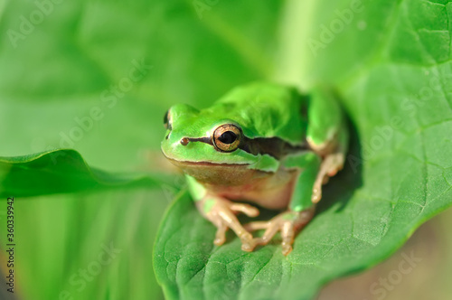 Beautiful Europaean Tree frog Hyla arborea  © blackdiamond67