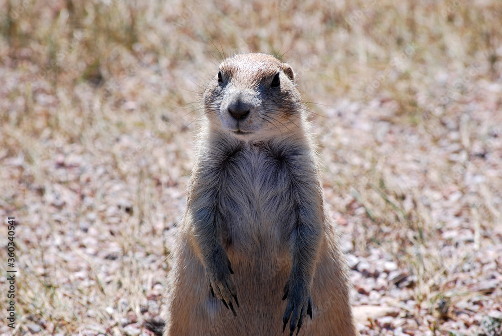 Fototapeta premium prairie dog