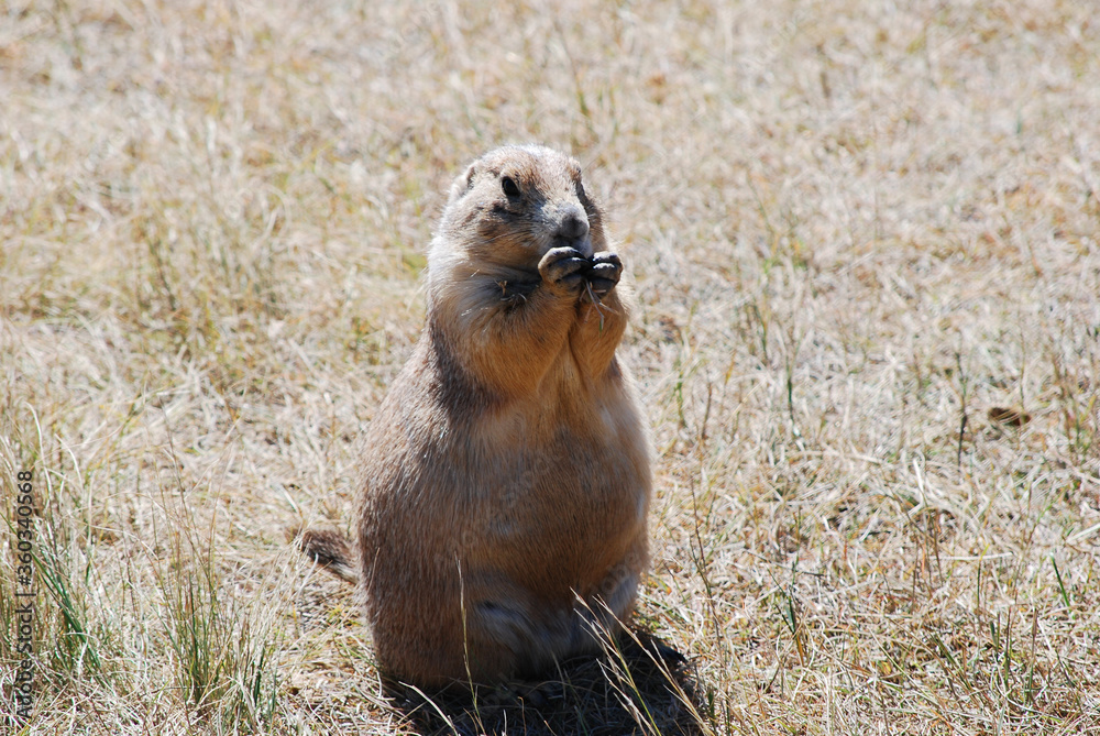 Fototapeta premium prairie dog in the grass