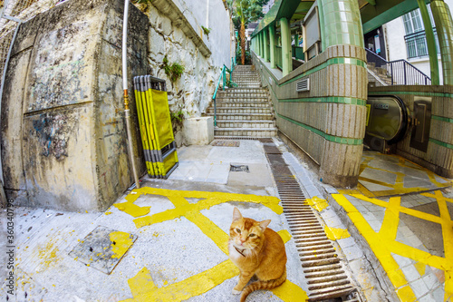 A stray cat in central mid level escalator, among Hollywood and Shelley St, Soho night-life district of Hong Kong in China. photo