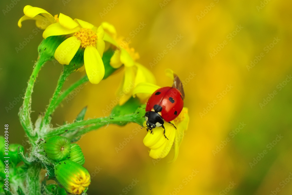 Naklejka premium Beautiful ladybug on leaf defocused background