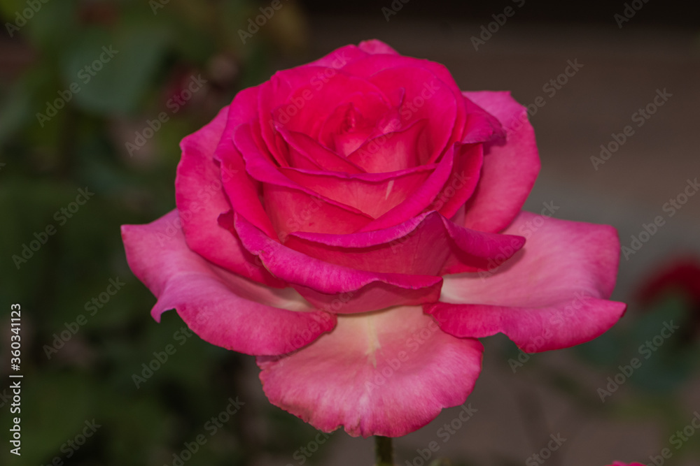 Primer plano de un rosa fucsia sobre fondo verde oscuro follaje natural Primer plano de un rosa fucsia sobre fondo verde oscuro follaje natural