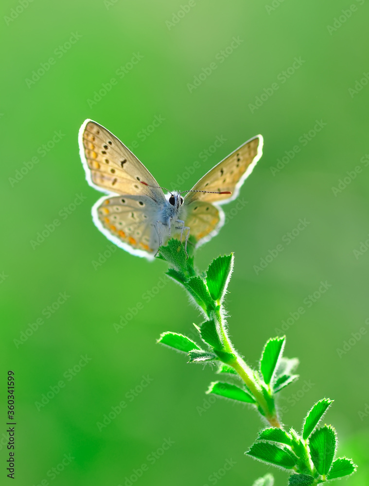 Closeup beautiful butterfly sitting on the flower in a summer garden Closeup beautiful butterfly sitting on the flower in a summer garden