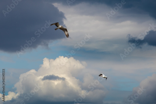 Osprey flies against sky looking for food