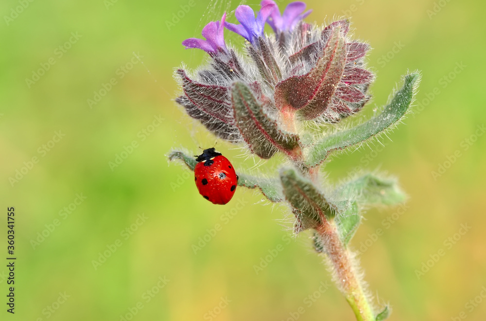 Beautiful ladybug on leaf defocused background Beautiful ladybug on leaf defocused background
