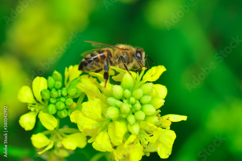 Beautiful Median wasp (Dolichovespula) portrait  © blackdiamond67