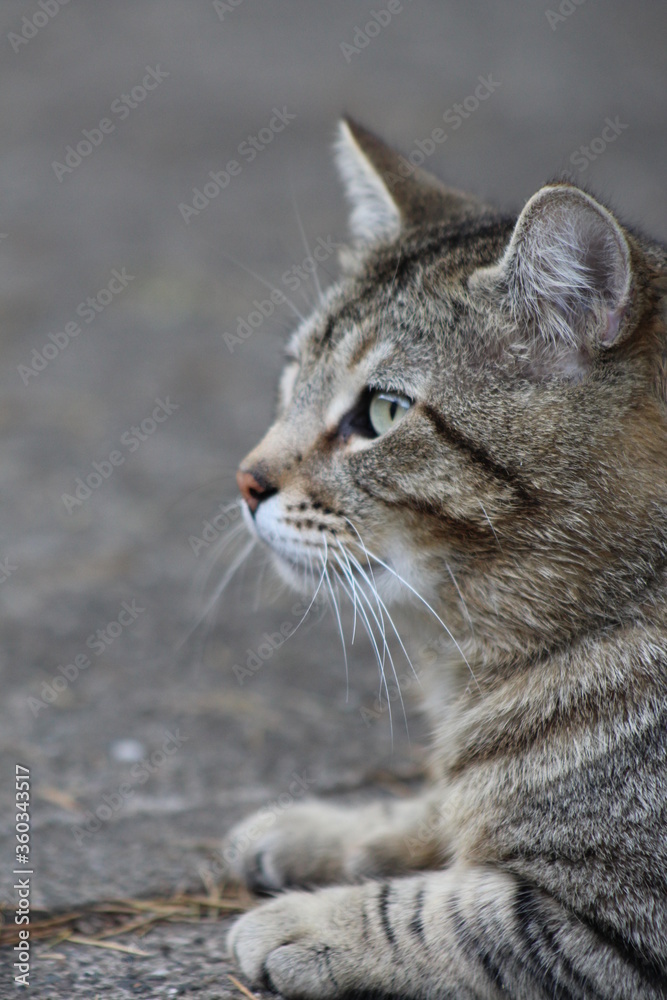 Side profile of a cat