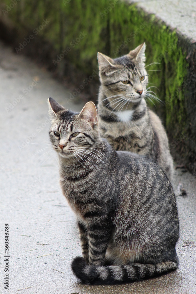 Two cats sitting