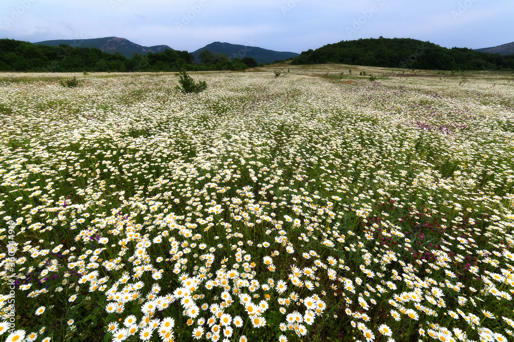 Chamomile flower field. Chamomile in nature. Chamomile daisy blooms on a summer day. Landscape with Chamomiles. Chamomile is a symbol of love, family and loyalty.