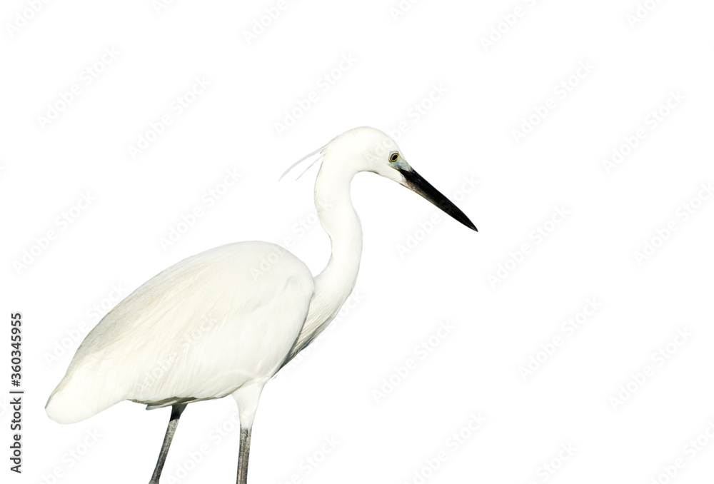 Fototapeta premium White egret isolated on white background