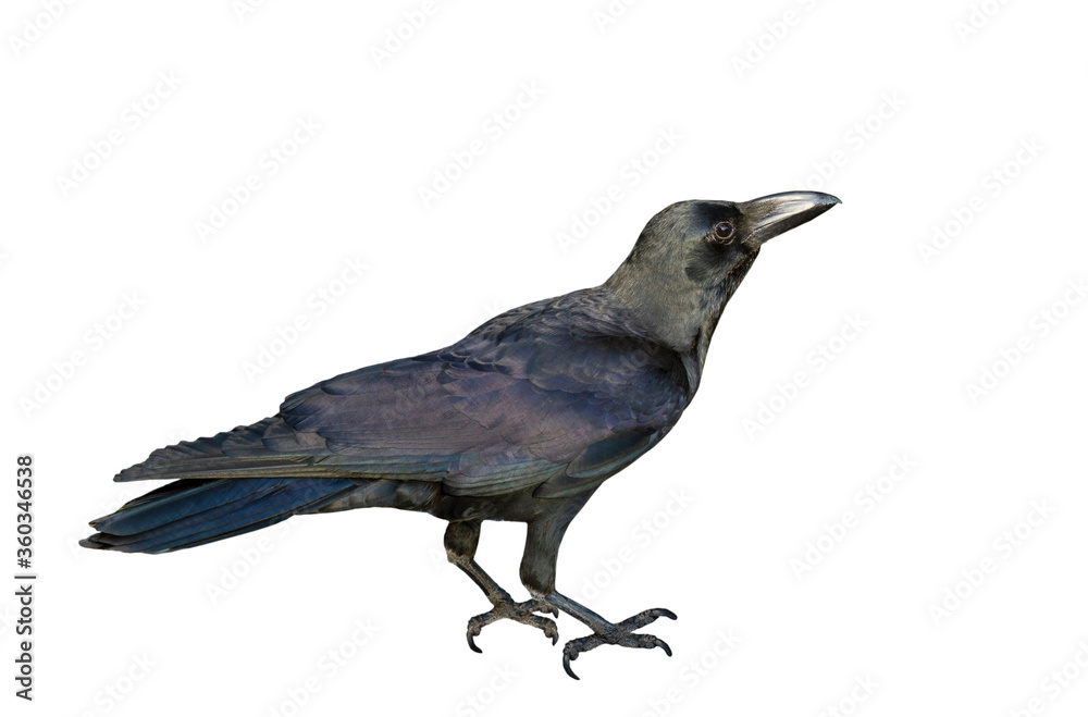 Obraz Czarna wrona na białym tle