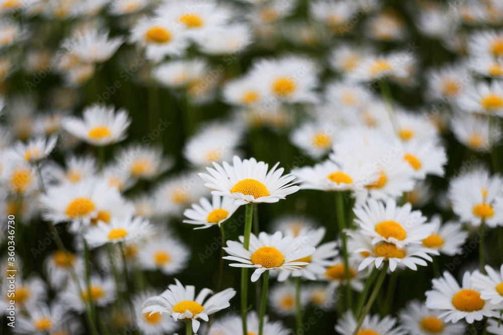 White camomiles close-up on a green background with a copy of the space. Chamomile flower field. Chamomile daisy blooms on a summer day. Chamomile is a symbol of love, family and loyalty. White camomiles close-up on a green background with a copy of the space. Chamomile flower field. Chamomile daisy blooms on a summer day. Chamomile is a symbol of love, family and loyalty.