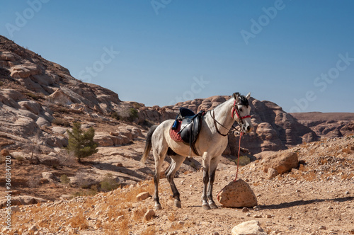 Horse riding in Jordan  Petra